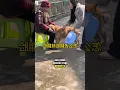 Lagu Anjing itu ngambek karena mangkuk kesayangannya penyok