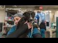 56 animals rescued from unsafe conditions in Morrison County home