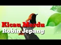 Lagu Kicau merdu Robin Jepang untuk masteran burung kicau