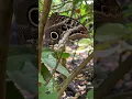 Download Lagu Blue butterfly in Mindo，Ecuador！#travel #ecuador #Mindo #butterfly