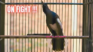 masteran kacer mabung ampuh mengatasi kacer monoton lagu 