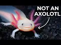 Why is the Axolotl Going Extinct