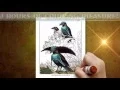 Bird Coloring Book - Birds of Paradise Coloring Pages for Adults