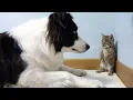 Lagu How a Tiny Rescued Bobcat Kitten Goes From Fearful to Loving a Border Collie — Watch the Dog React