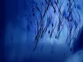 Madrugada-Strange Color Blue