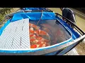 Download Lagu KOI FISH HARVEST (TATEGOI NISAI) - MARUDO KOI FARM JAPAN