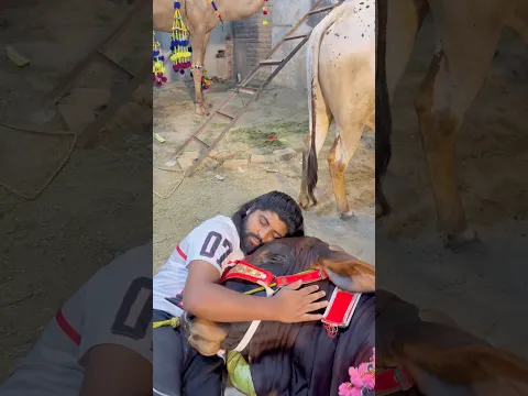 Missyou bhalo🥹💔bohat pyar sa pala tha🥹💔#ytshorts #pets #petlovers #cow #bakraeid #cute #kids #yt