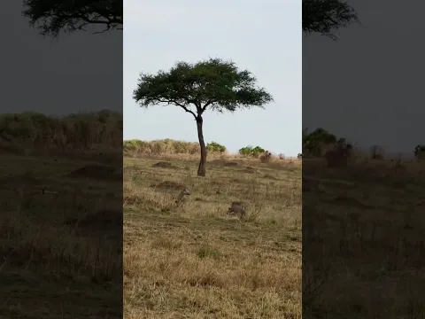 Cheetah earns himself a baby warthog, mom fiercely tries to defend it
