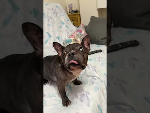Mi perro no hace nada