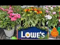 LOWES BEST NEW PLANTS ARRIVALS FOR SUMMER AND MEMORIAL DAY SALE HOW TO MAKE YOUR GARDEN BEAUTIFUL