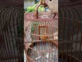 Download Lagu Wambi Hwamei Gacor Birds Sounds #kicaumania #burung #wambi #hwamei #wambigacor #gacor #shorts #birds