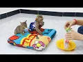 Download Lagu Kitten Cat Vs Cici! Amazing Animal Cici \u0026 Kitten Meow 0bediently Wait Mom Prepare Milk