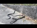 Download Lagu King Cobra meets Chinese Cobra