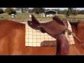Kent Western Drafter Saddle Review - Australian Half-breed