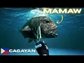 Download Lagu 😱NGAYON LANG NAKIKITA GANITONG HALIMAW NG GIANT TREVALLY 😱#spearfishingphilippines #mamaw #fishing 