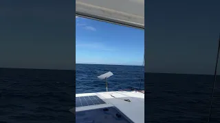 Somewhere in the Atlantic Ocean.  Brought to you by Starlink internet. #catamaransailing #ocean