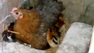 دى كانت أول تجربه فى حياتى لترقيد الفراخ البلدى على البيض وفقست احلى كتاكيت ومكنتش مصدقه 