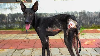 Nobody Helped This Suffering Dog Until RRSA India Stepped In