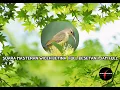 Download Lagu SUARA MASTERAN WICEH BETINA  FULL BESETAN 1 JAM FULL