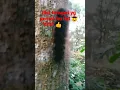 Download Lagu Ulat bulu terbesar 😱‼️#fypシ゚viral #youtuberpemula2021 #bantusubscribe #shortsvideo #ulatbulu #ngerii