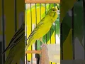 Download Lagu Kenari af gacor durasi panjang untuk masteran kenari muda #birds #pancingankenari #canario #canarias