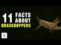 11 Surprising Facts about Grasshoppers