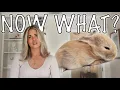 Download Lagu How To Survive Your First Week with a Rabbit (bunny proofing, potty training \u0026 free roaming!)