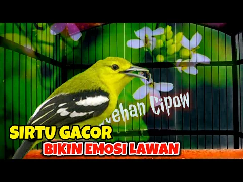 Download MP3 SIRTU GACOR TERIAK KERAS MEMANGIL LAWAN!...100% ampuh Bikin emosi lawan!..