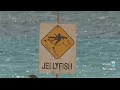 Ocean Safety s post box jellyfish signs in Hawaii