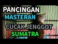 Download Lagu Cucak Jenggot Sumatra Ngetrail Panjang - Pancingan + Masteran