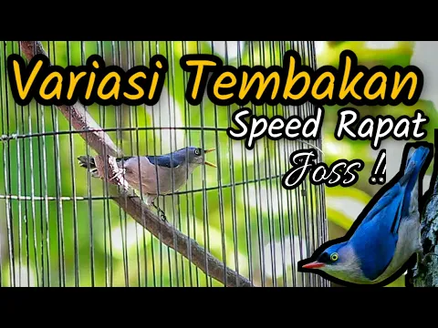 Download MP3 RAMBATAN PARUH MERAH GACOR TEMBAKAN VARIASI SPEED RAPAT