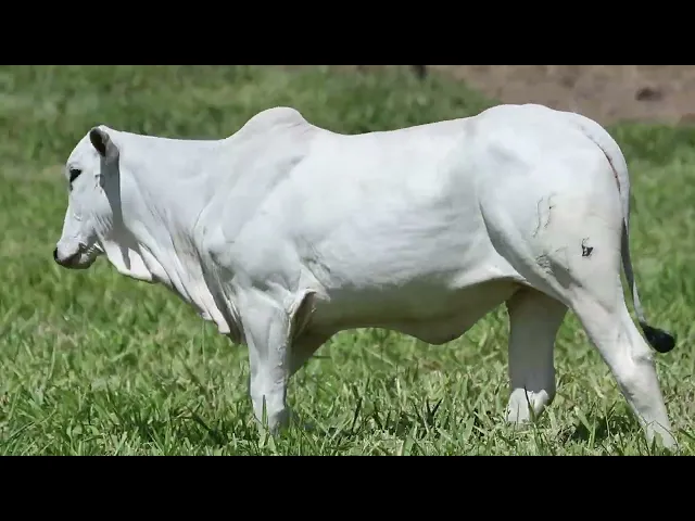 Novilha Nelore AGPM - 576