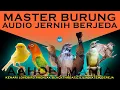 Download Lagu MASTER BURUNG BERJEDA JERNIH | kenari lovebird prenjak blackthroat cililin katem gereja.