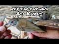 Download Lagu REVIEW BURUNG ASI KUMIS | BURUNG ASI KUMIS GACOR