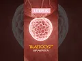 Download Lagu MAGICAL ❤️ What happens after Fertization of the Ovum inside the fallopian tube #shorts #pregnancy