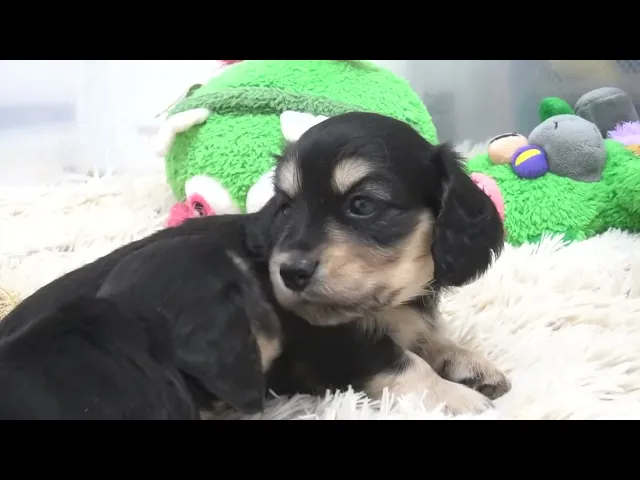 動画