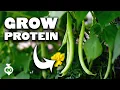 Growing Beans Is So Easy You ll Drown In The Harvests
