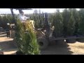 Spacing 10 gallon Arborvitae