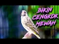 Download Lagu AHLINYA BIKIN CENGKOK MEWAH - MASTERAN BLACKTHROAT GACOR SUARA JERNIH FAVORITE