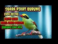 Download Lagu SUARA‼️PIKAT BURUNG EKEK GELING MEMANGGIL