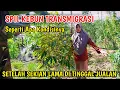 Lagu BEGINILAH KONDISI KEBUN TRANSMIGRASI 2023‼️SETELAH SEKIAN LAMA DI TINGGAL JUALAN
