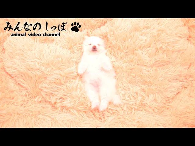 動画