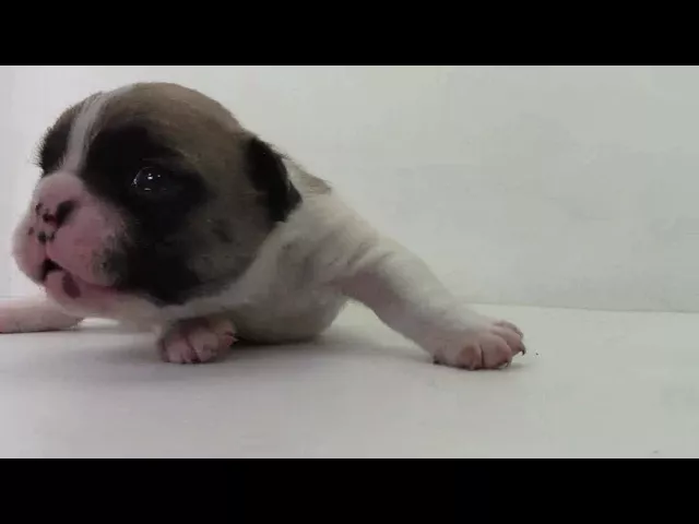 動画