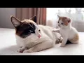 Lagu Dad Cat Ignores Tiny Kitten [Try not to Laugh]