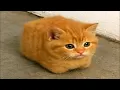 Goofy cats