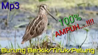 Download Suara panggil Burung Berkik yg di jamin sangat ampuh untuk memanggil teman cocok untuk suara pikat MP3