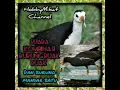 Download Lagu suara kombinasi burung Ruak-ruak dan mandar batu