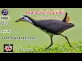 Download Lagu សម្លេងធ្នាក់ទាក់មាន់ទឹកថ្មីបំផុត-Cambodia Sound Waterhen  2019|| Free Download ||