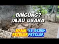 Download Lagu Bingung mau usaha ternak ayam petelur atau bebek petelur? Simak penjelasannya berikut ini❗️