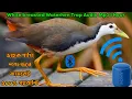 Lagu White Breasted Water Hen Trap Calling Sound. ডাহুক পাখির ডাক শুনে কাছে আসবেই ১০০% গ্যারান্টি।